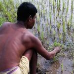 Dark clouds loom over agriculture due to low paddy sowing and mango farmers’ woes