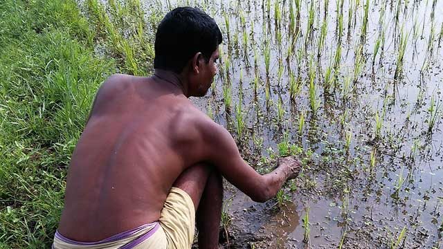 Dark clouds loom over agriculture due to low paddy sowing and mango farmers’ woes